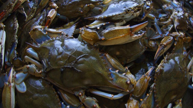 A bushel basket full of blue crabs caught in the Chesapeake Bay.