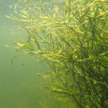 Underwater grasses