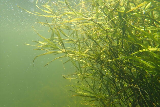 Underwater grasses