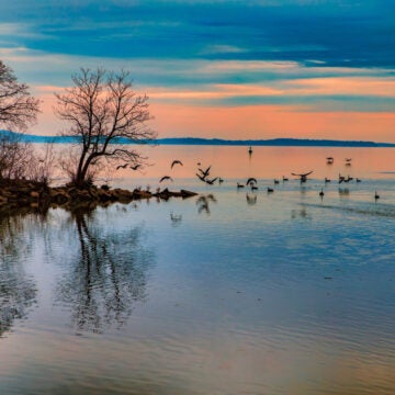 Winter trees and a flock of birds silhouetted against a pink sunset on the Bay.