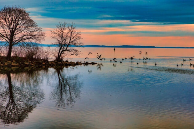 Winter trees and a flock of birds silhouetted against a pink sunset on the Bay.