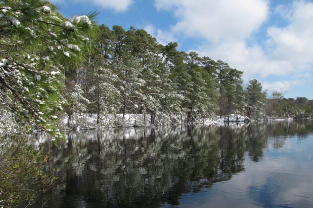 Snowy trees next to the water in First Landing State Park, Virginia.