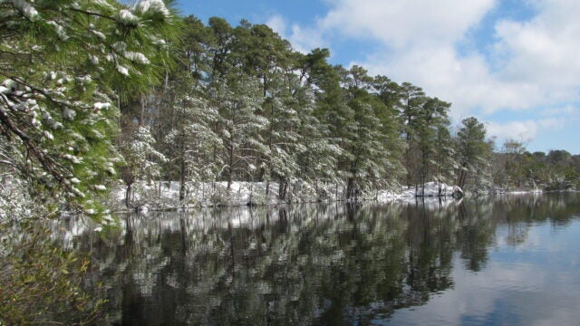 Snowy trees next to the water in First Landing State Park, Virginia.