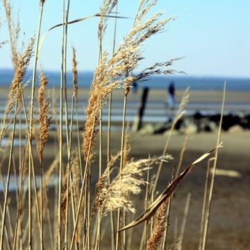 Rushes wave in the breeze in the foreground of a marsh.