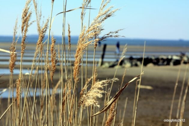Rushes wave in the breeze in the foreground of a marsh.
