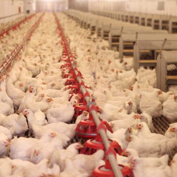 hundreds of white chickens inside a poultry facility.