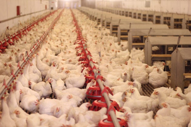 hundreds of white chickens inside a poultry facility.