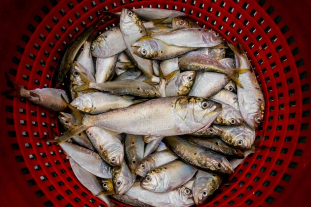 A red basket full of menhaden.