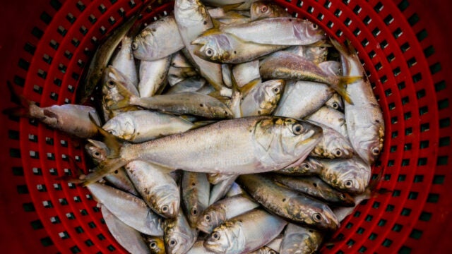 A red basket full of menhaden.