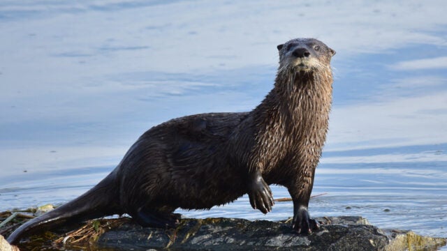 An otter stands on a rock at the water's edge.