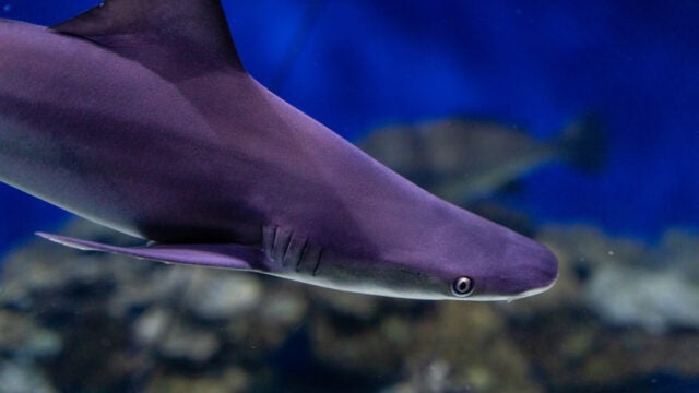 A sandbar shark swims at the Virginia Living Museum in Newport News, Va.