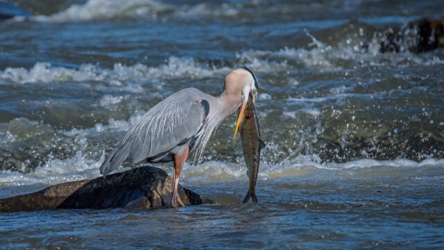 A blue heron eats an American shad along a river.