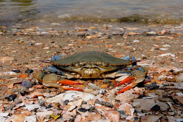 A crab sits on the beach.