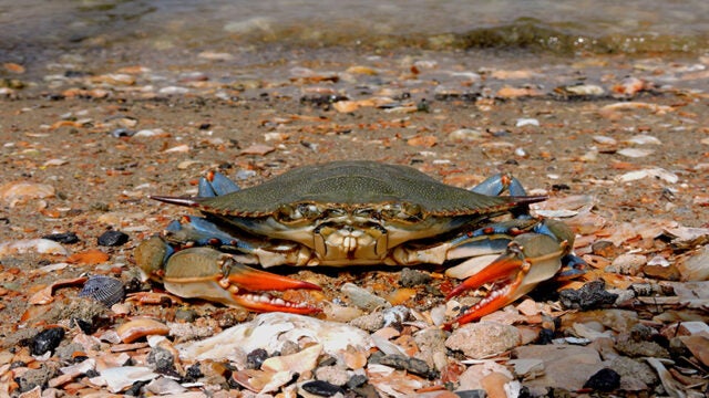 A crab sits on the beach.
