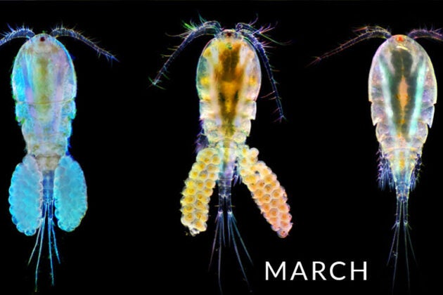 Copepods.