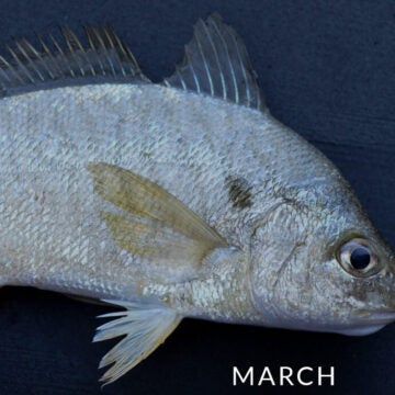 Fish.