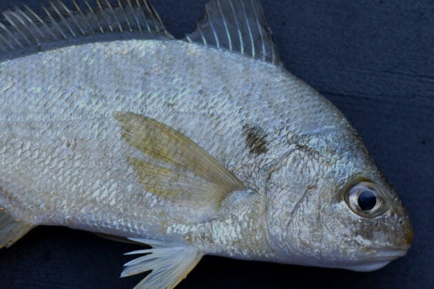 Fish.