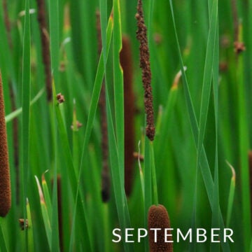 Cattails.