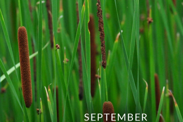 Cattails.