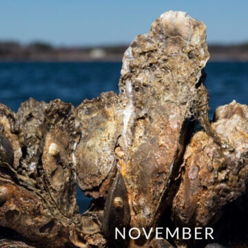 Oysters.