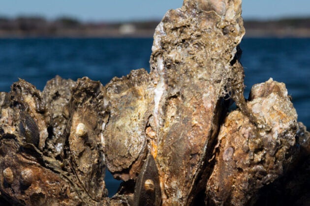 Oysters.