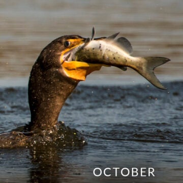 A loon eating a fish.