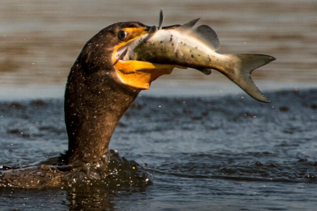 A loon eating a fish.