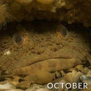 Oyster toadfish.