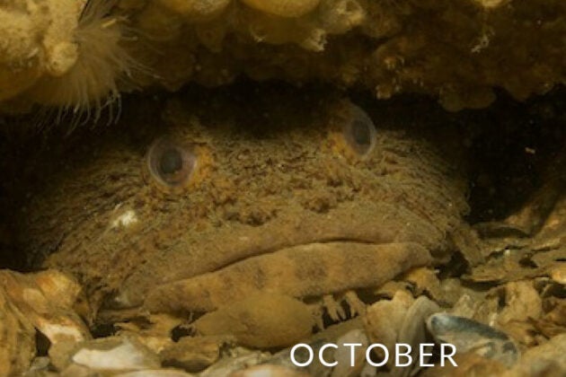 Oyster toadfish.