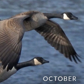 Canada geese.
