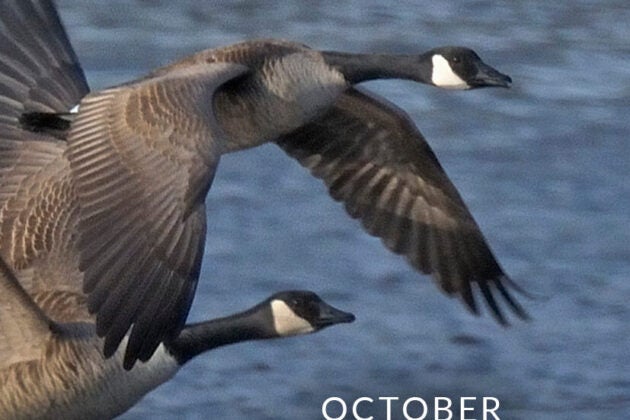Canada geese.
