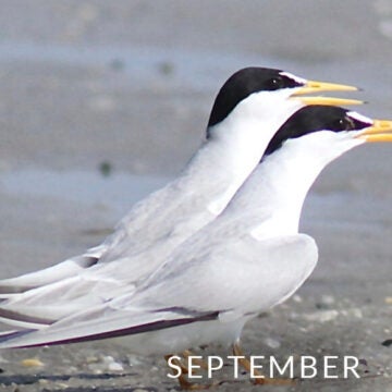 Two white birds with black heads, one with a small fish.