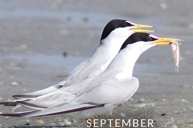 Two white birds with black heads, one with a small fish.