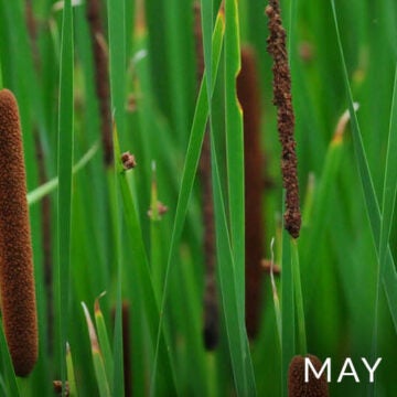 Cattails.