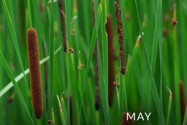 Cattails.