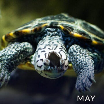 Diamondback terrapin.