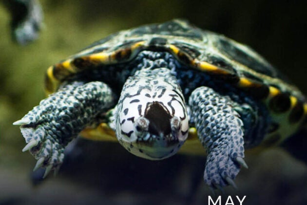 Diamondback terrapin.