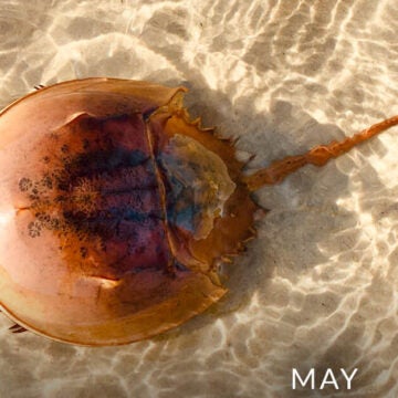 Horseshoe crab.