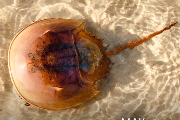 Horseshoe crab.
