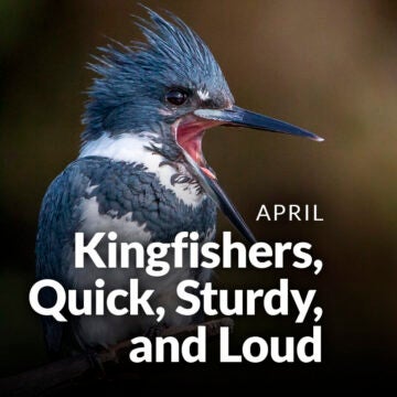 Close-up of a kingfisher.