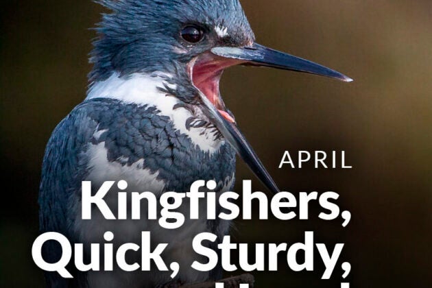 Close-up of a kingfisher.