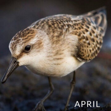 Close-up of a small bird.