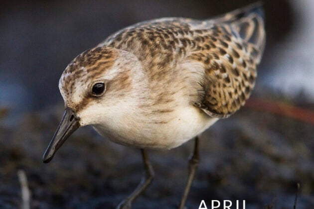 Close-up of a small bird.