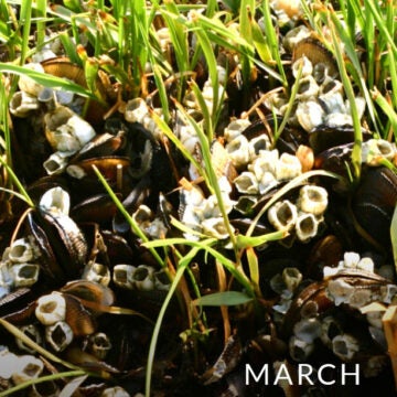 Barnacles.