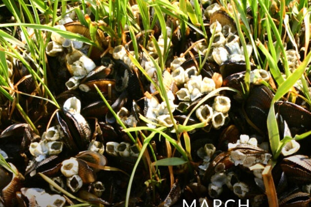Barnacles.