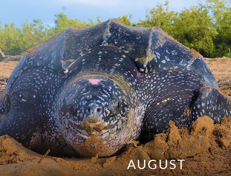 August: Sea Turtles in the Bay • Chesapeake Bay Foundation