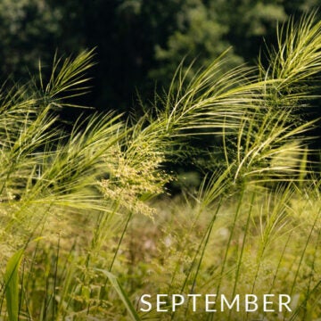 Feathery stalks of wild rice.