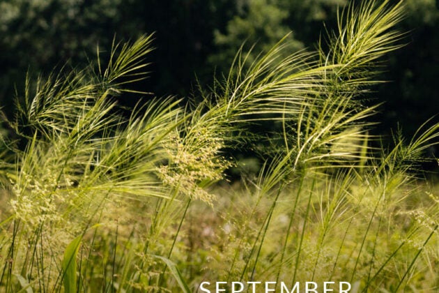 Feathery stalks of wild rice.