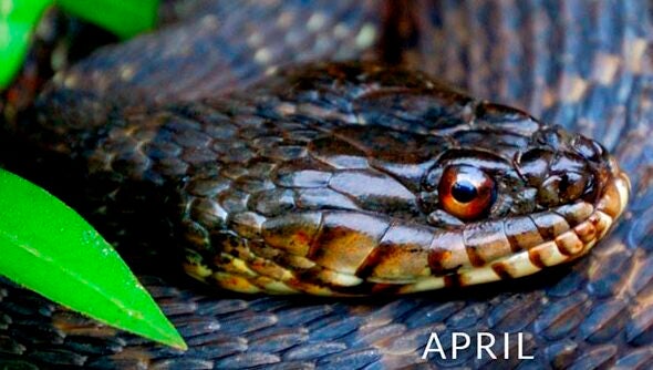 Close-up on the head of a water snake.