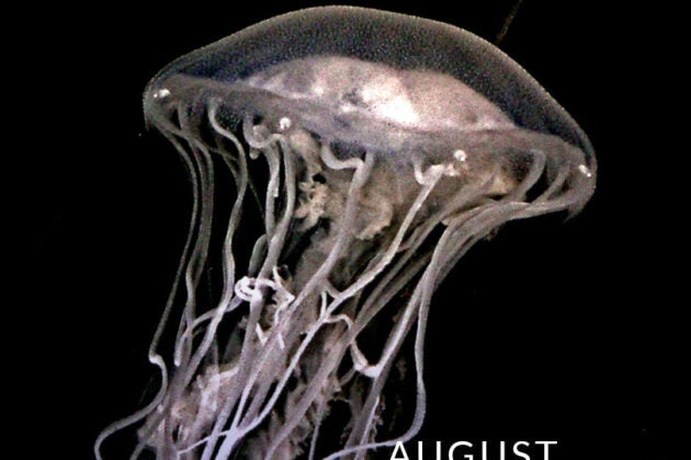 Image of a sea nettle.